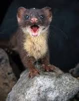 weasel